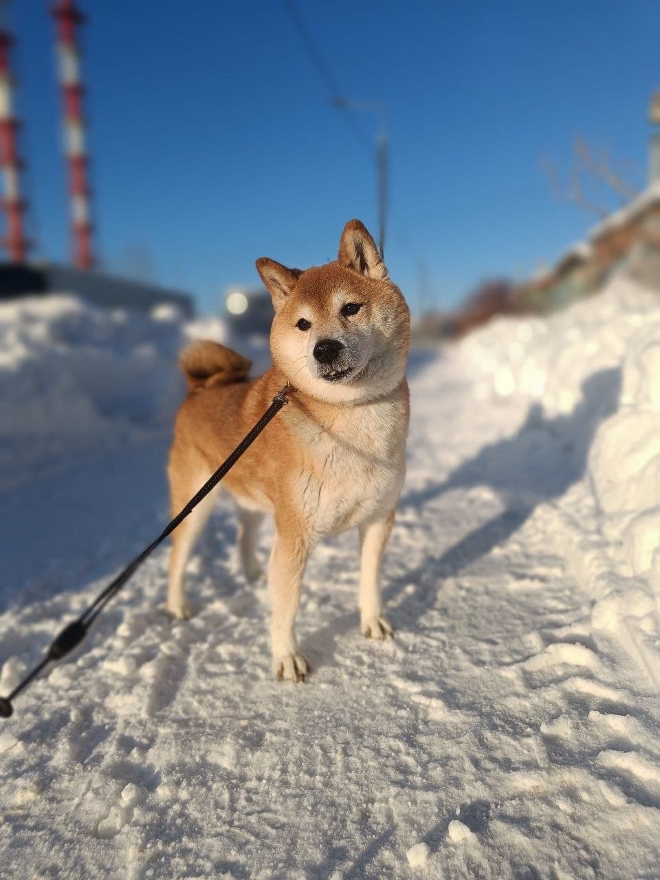 Зимняя фотосессия
